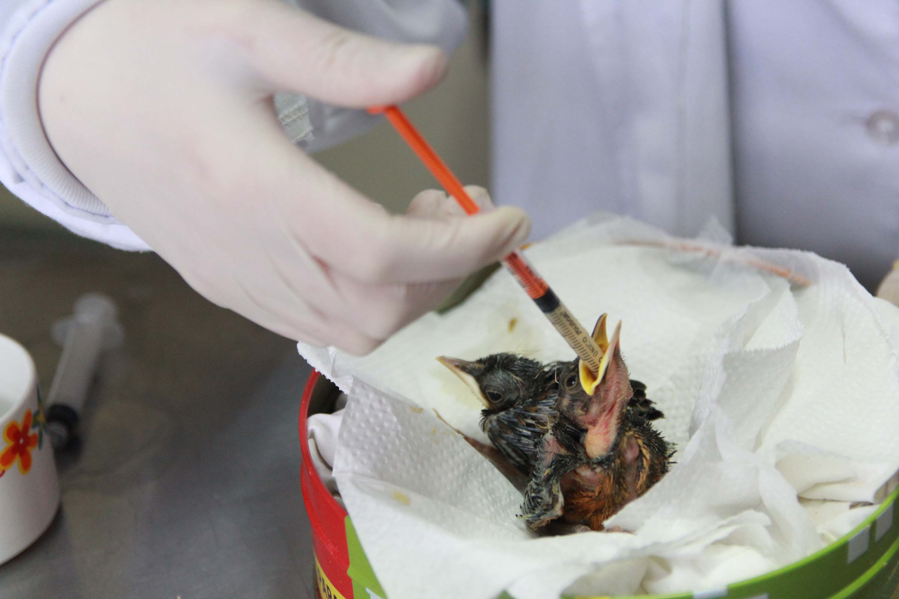 Foto de animais passando por atendimento veterinário