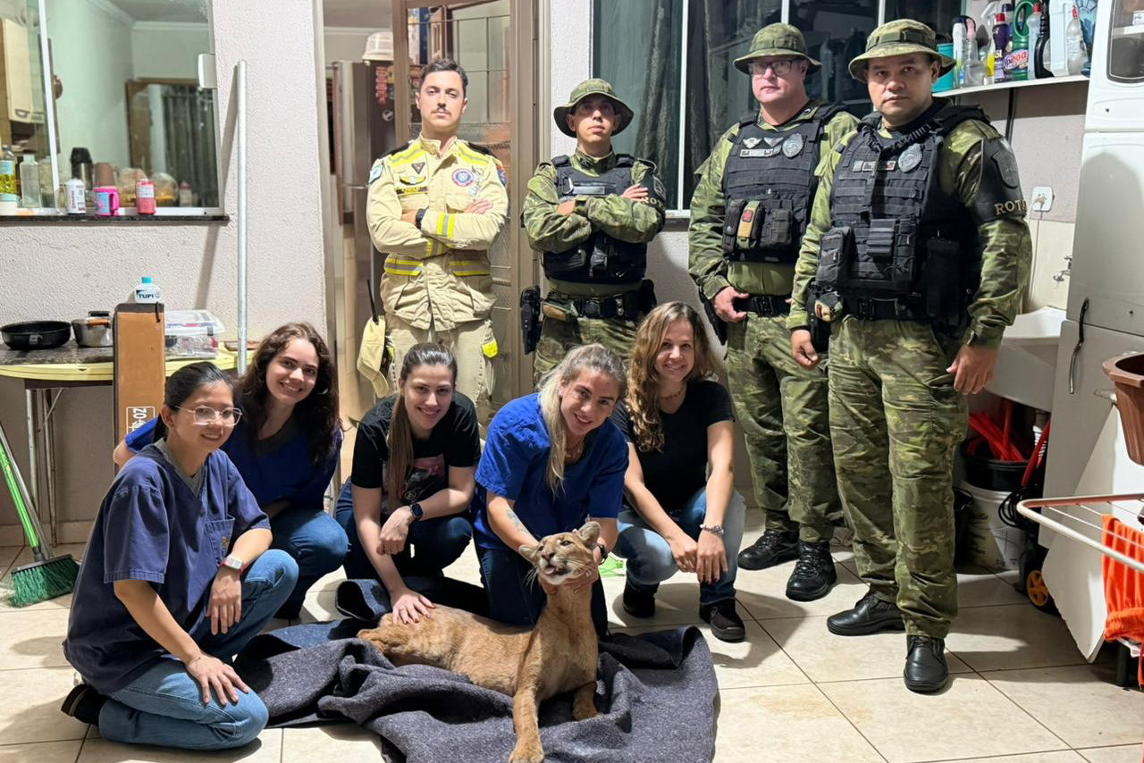 Foto de equipe com onça parda resgatada