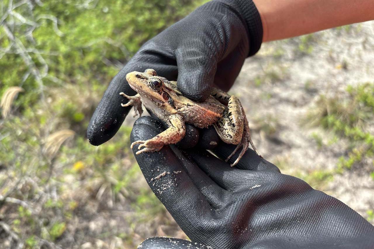 Foto de animais recolhidos no monitoramento da orla de Pontal