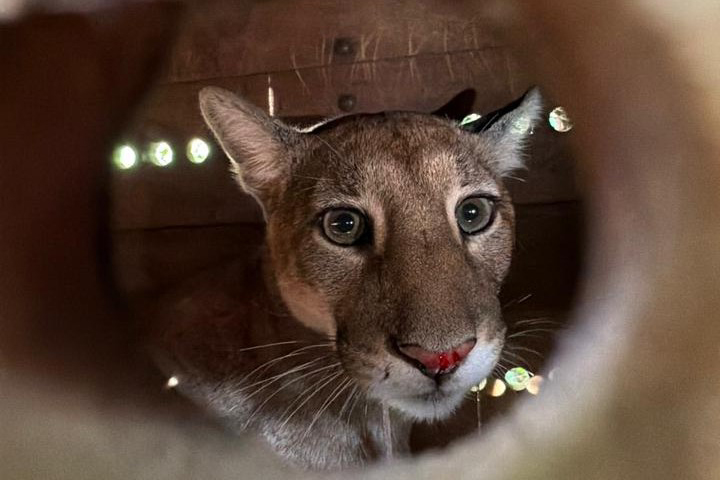Foto de onça parda em tratamento