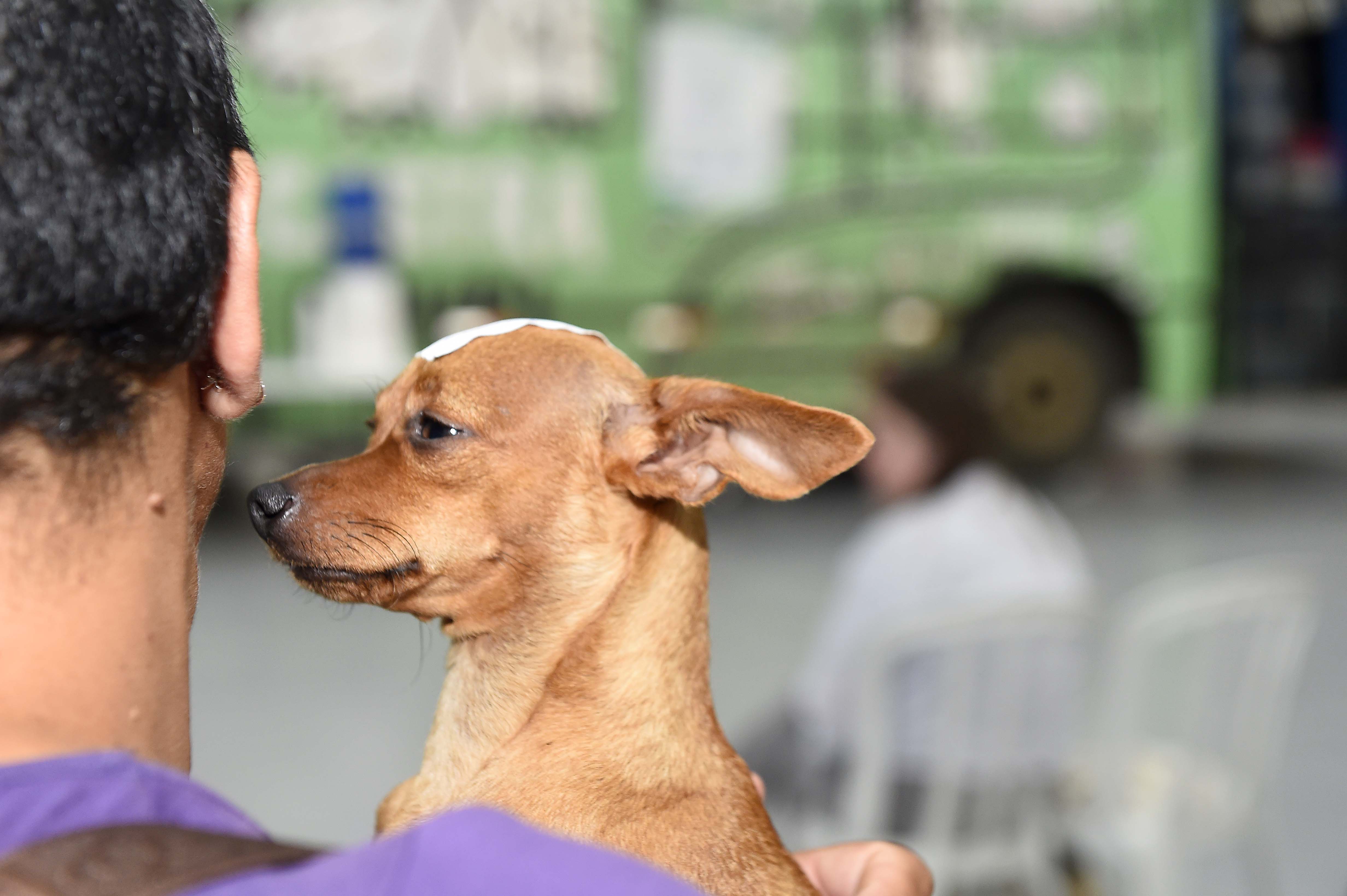 Foto de cachorro sendo levado ao Castrapet Paraná