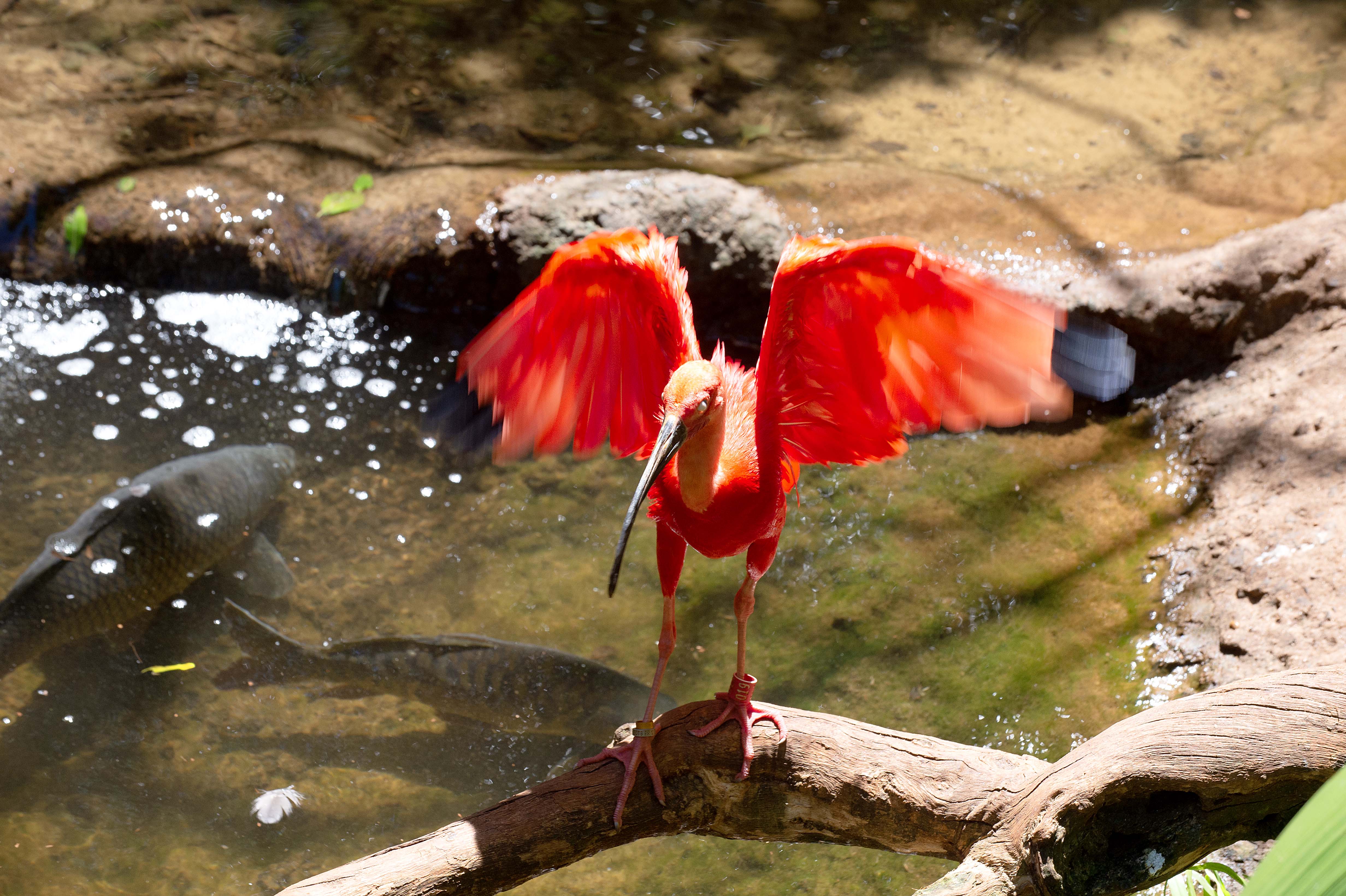 Foto de Guará em rio