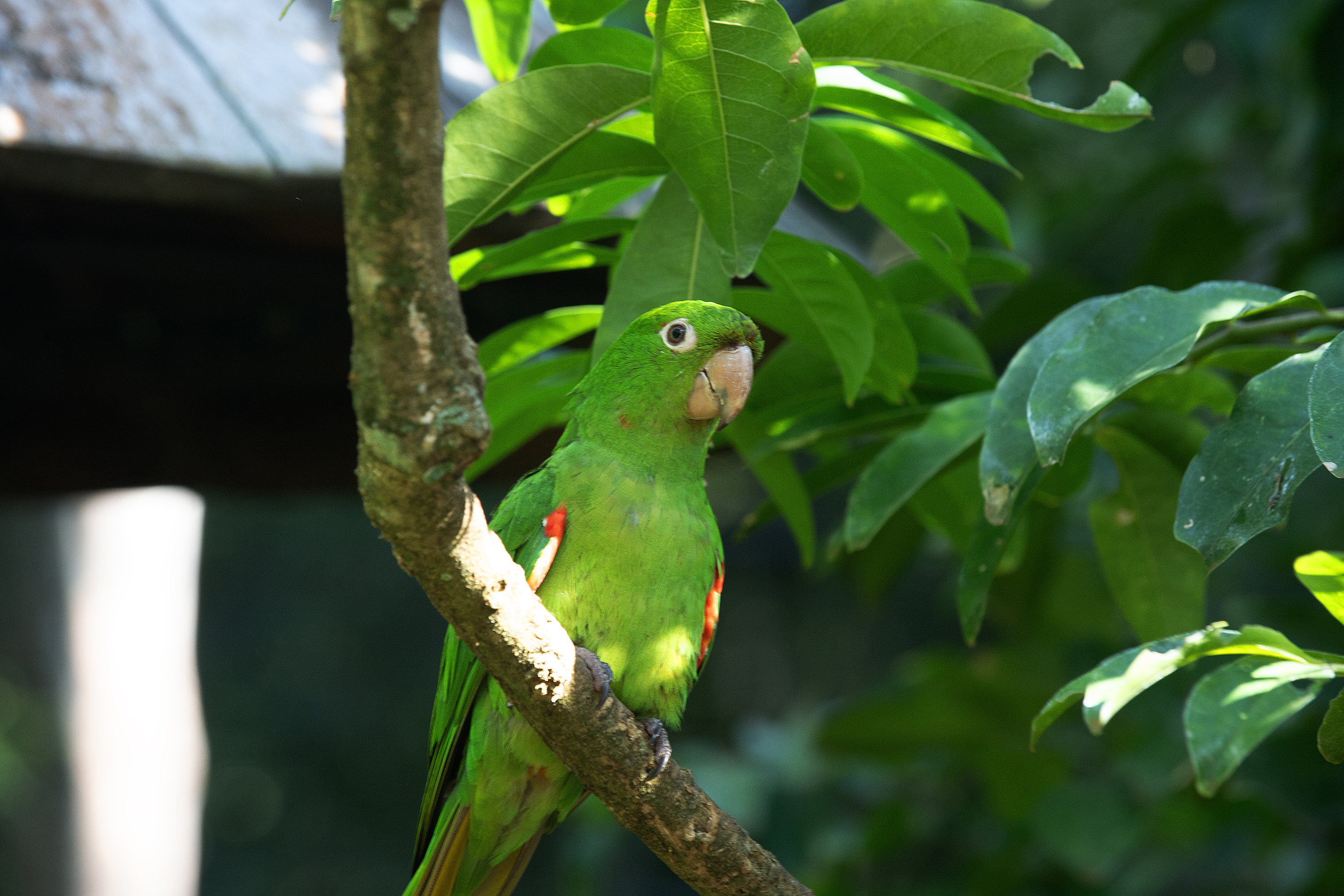 Foto de ave silvestre paranaense