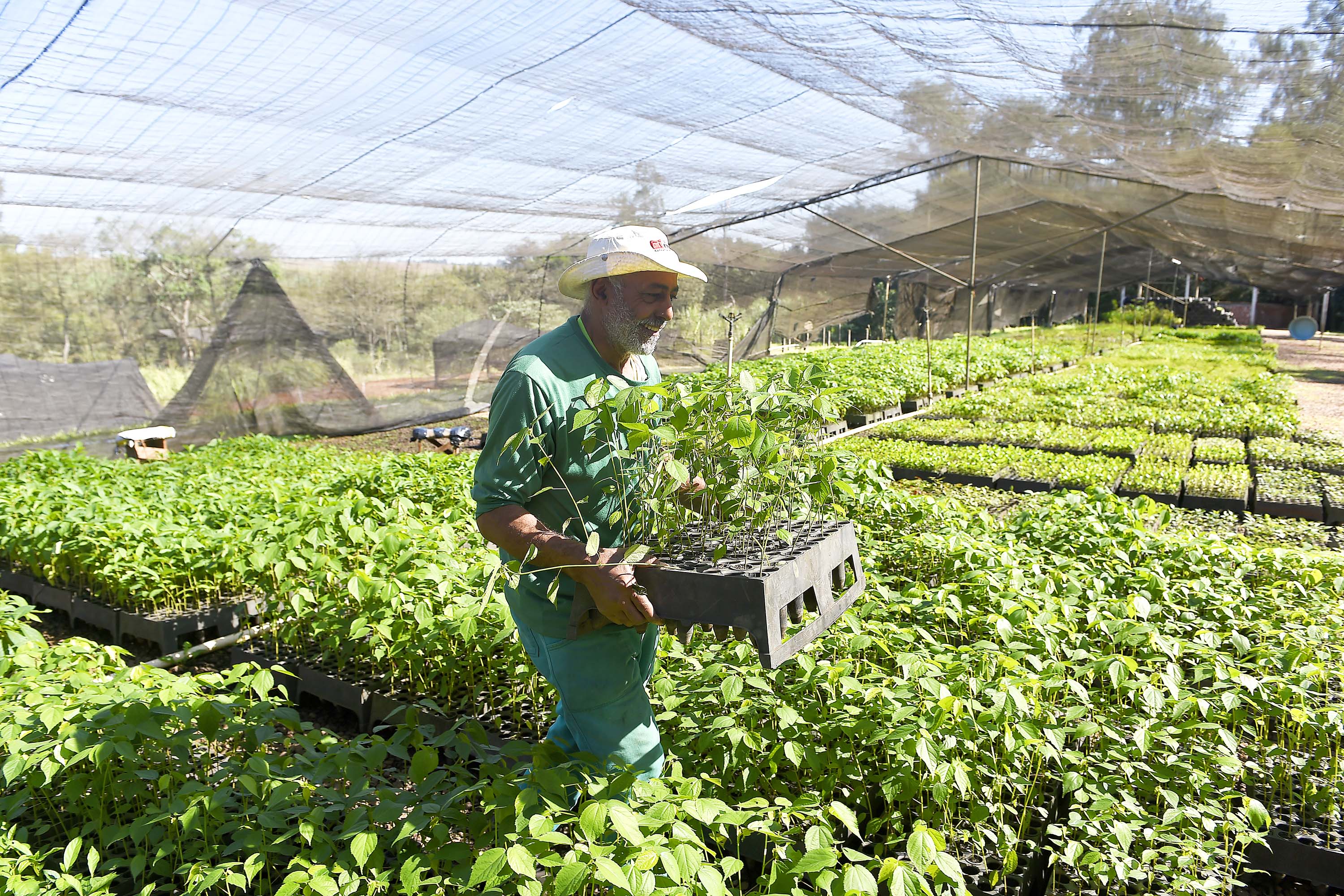 Foto de produção de mudas do IAT