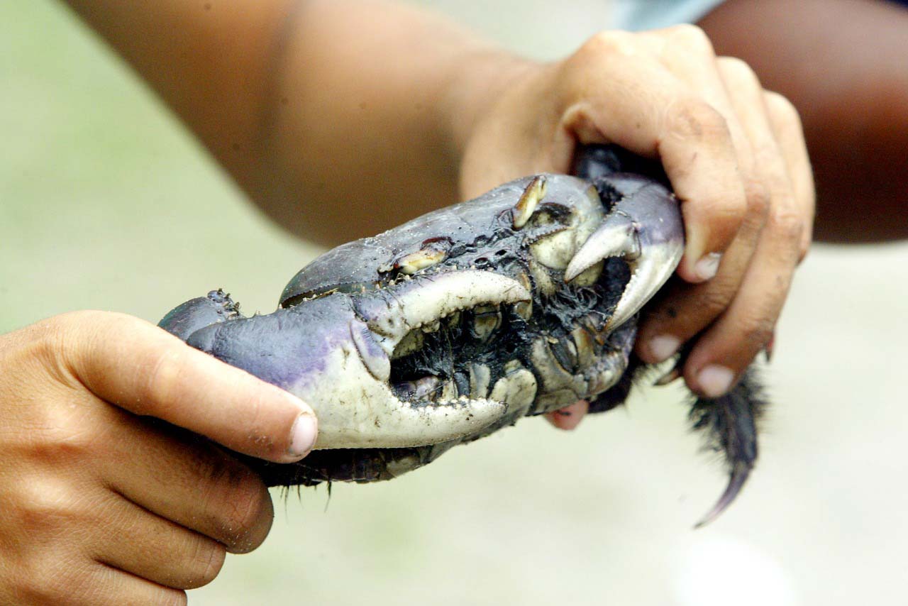 Foto de captura do caranguejo