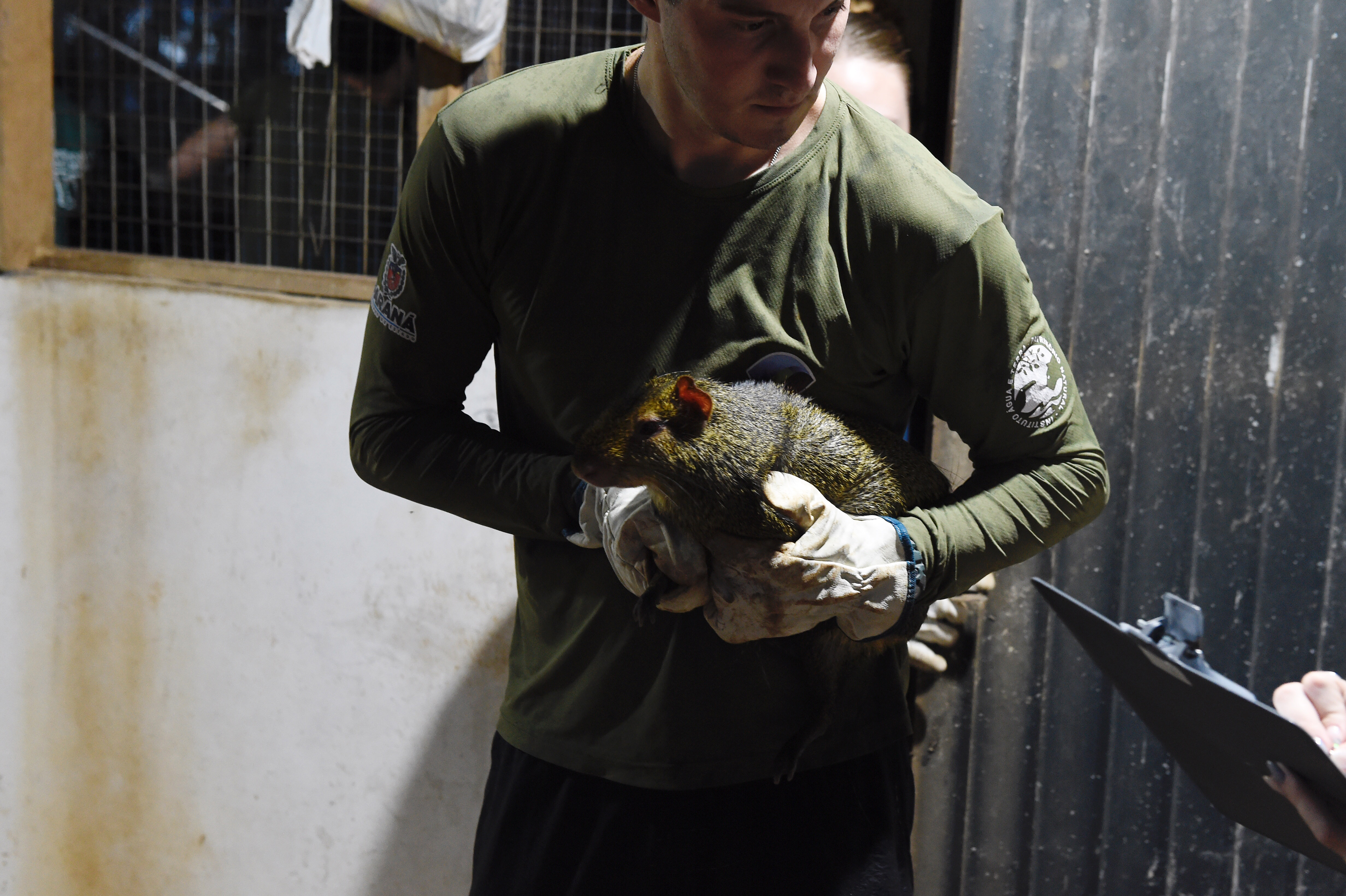 Foto de soltura de pacas e cotias