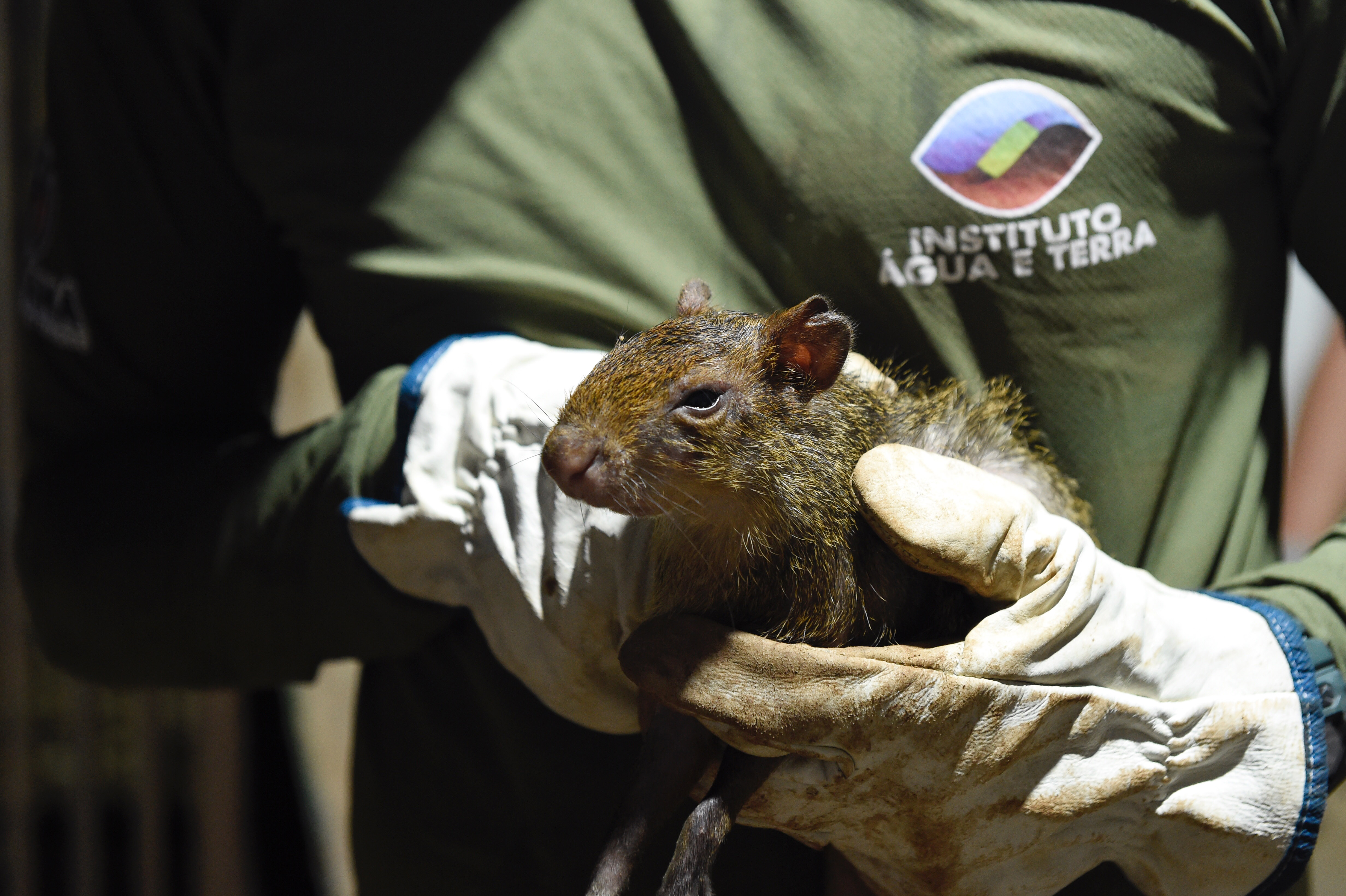 Foto de soltura de pacas e cotias