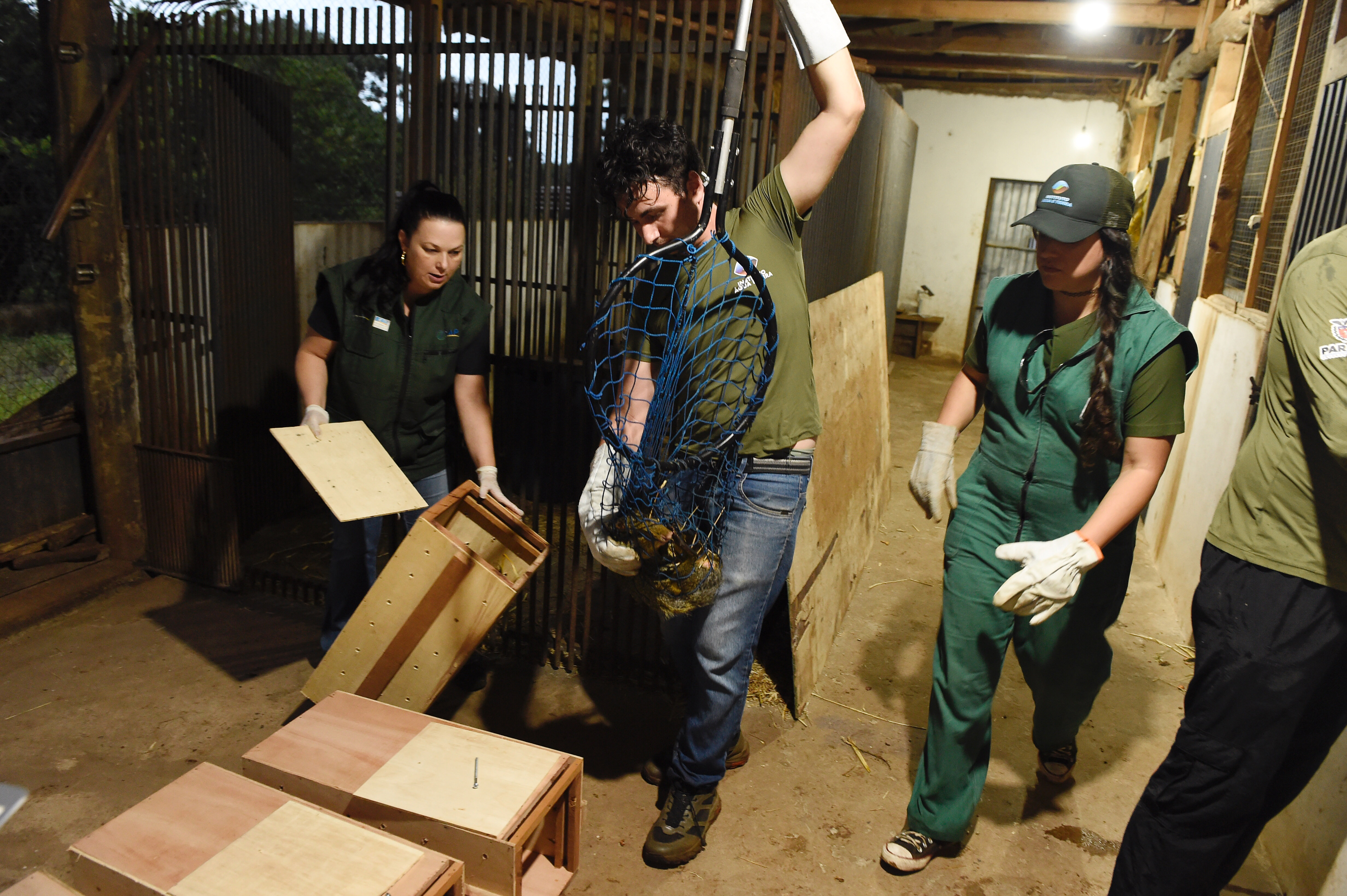 Foto de soltura de pacas e cotias