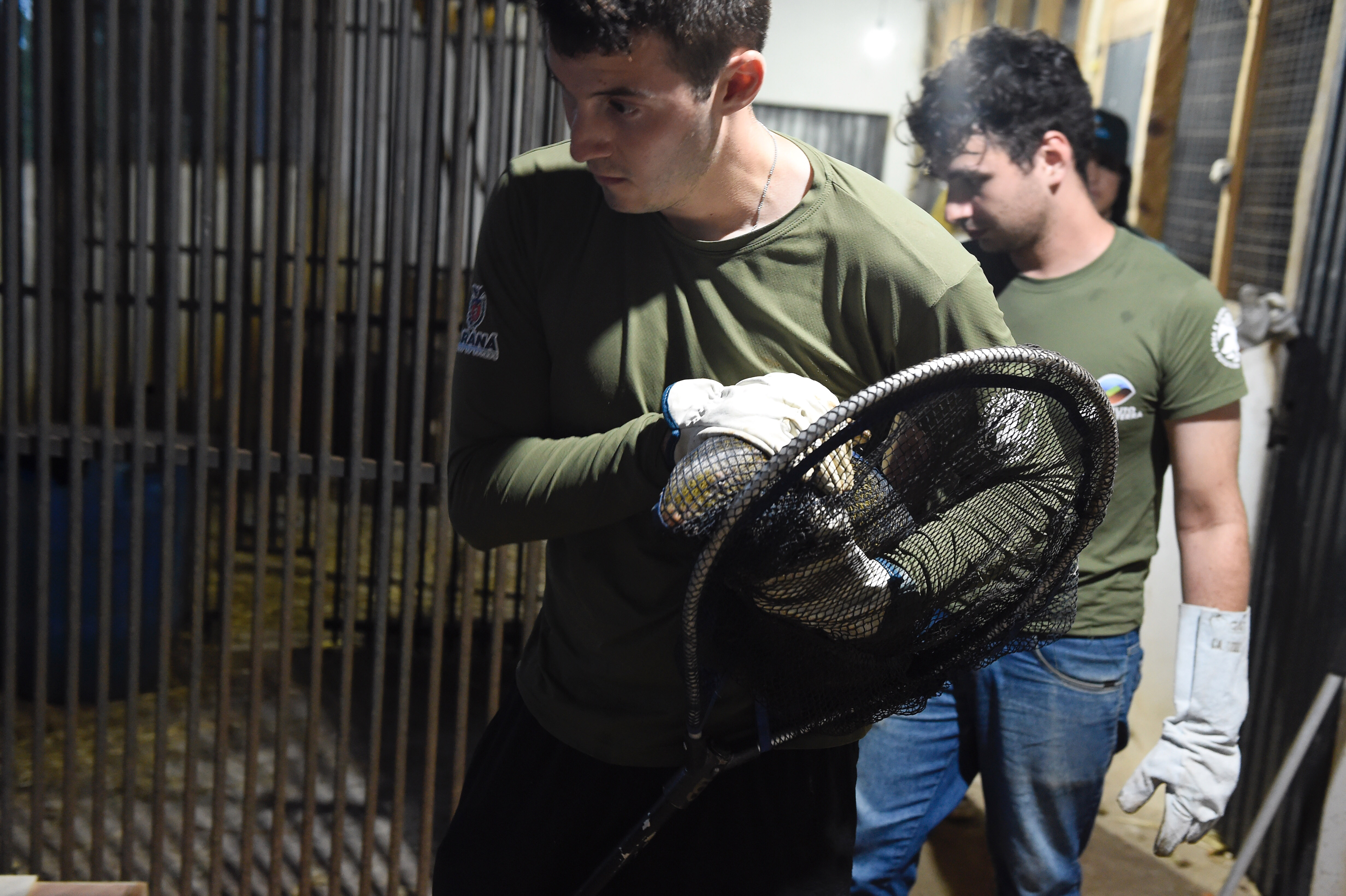 Foto de soltura de pacas e cotias