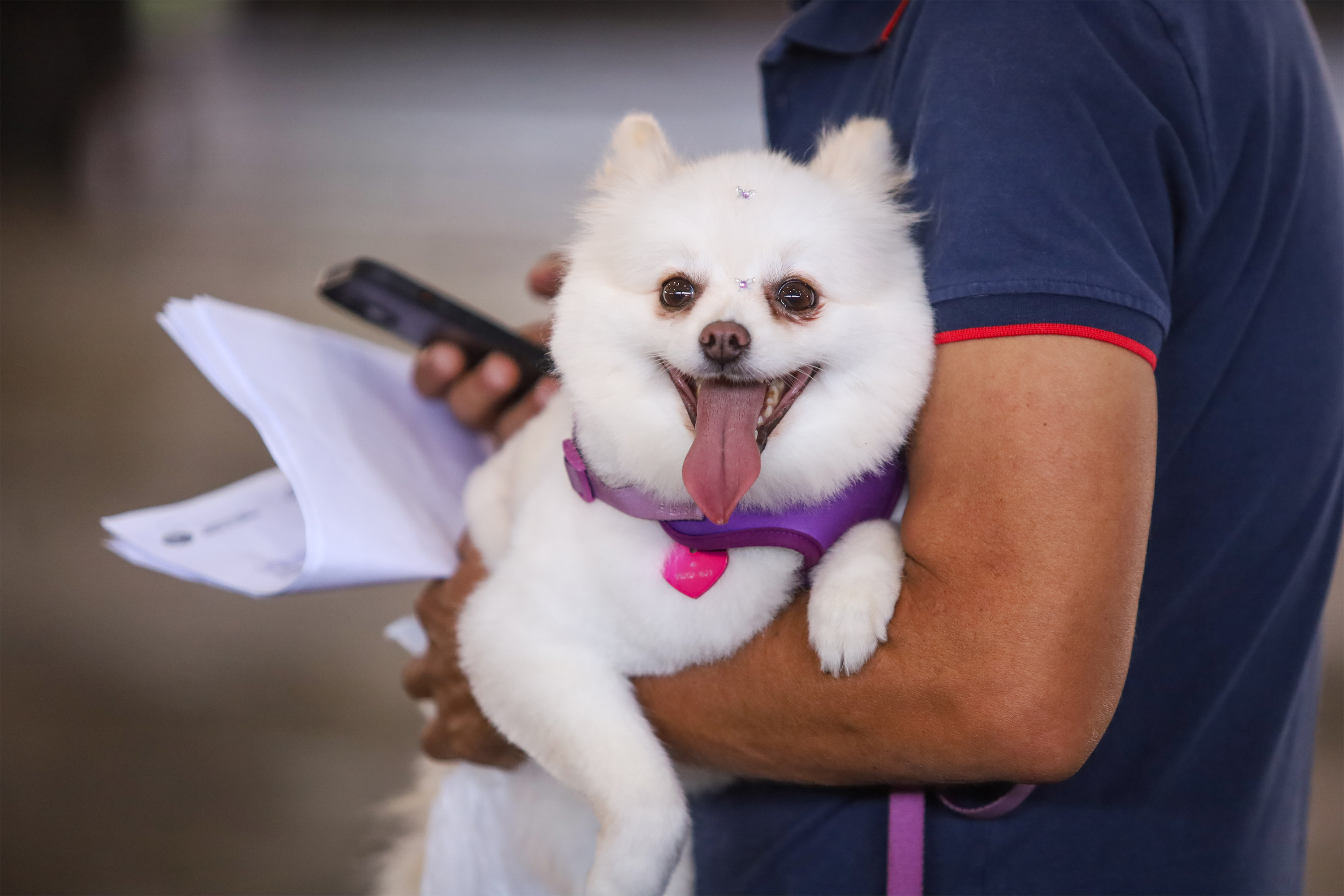 Foto de pessoa segurando cachorro