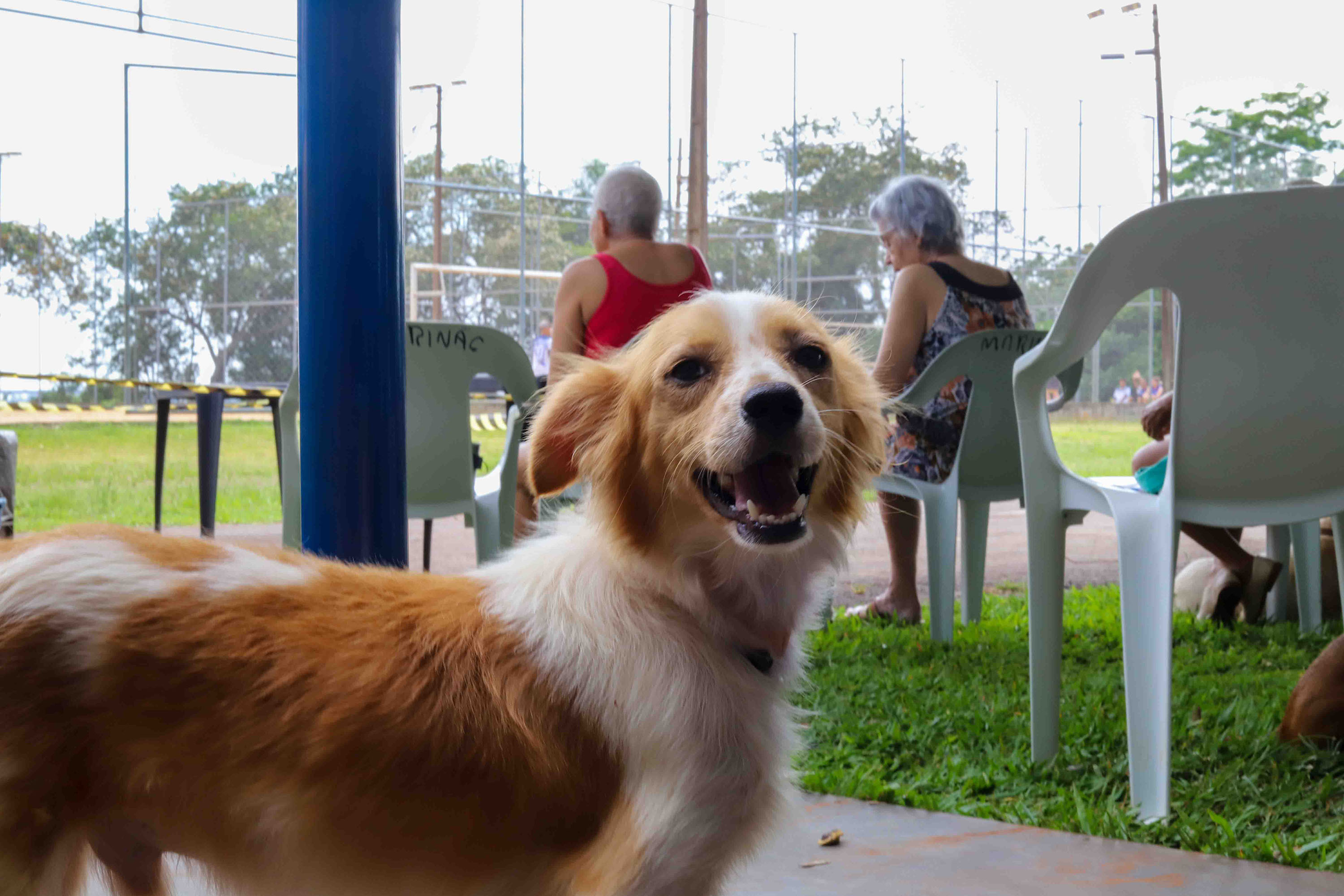 Foto de cachorro em parque