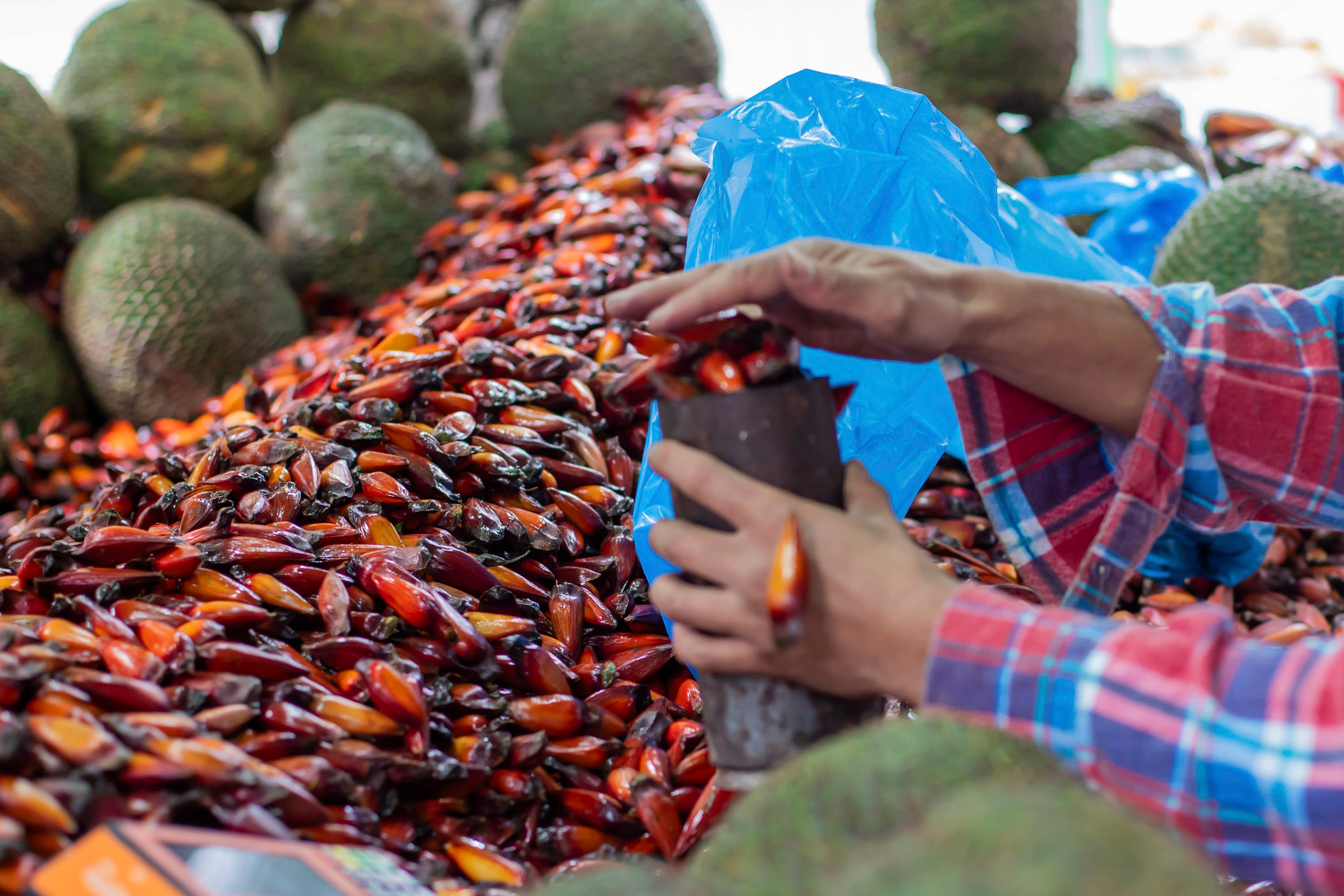 Foto de coleta do pinhão