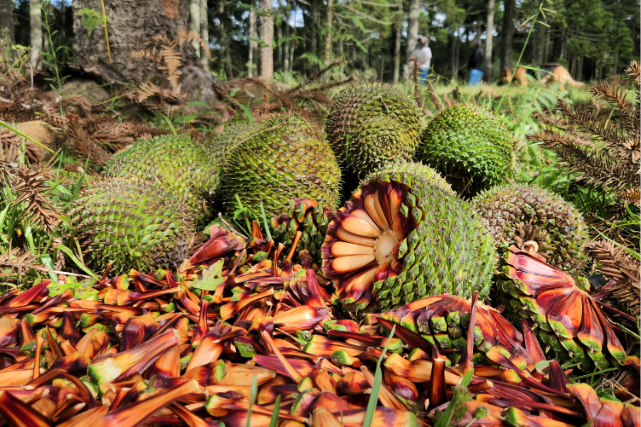 Foto de coleta do pinhão