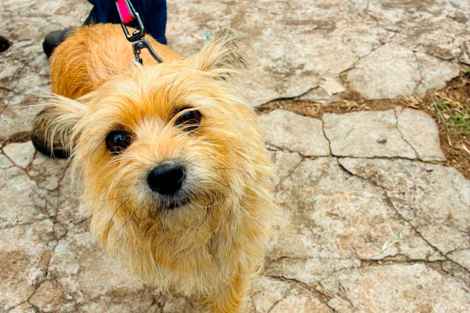 Foto de cachorros sendo vacinados