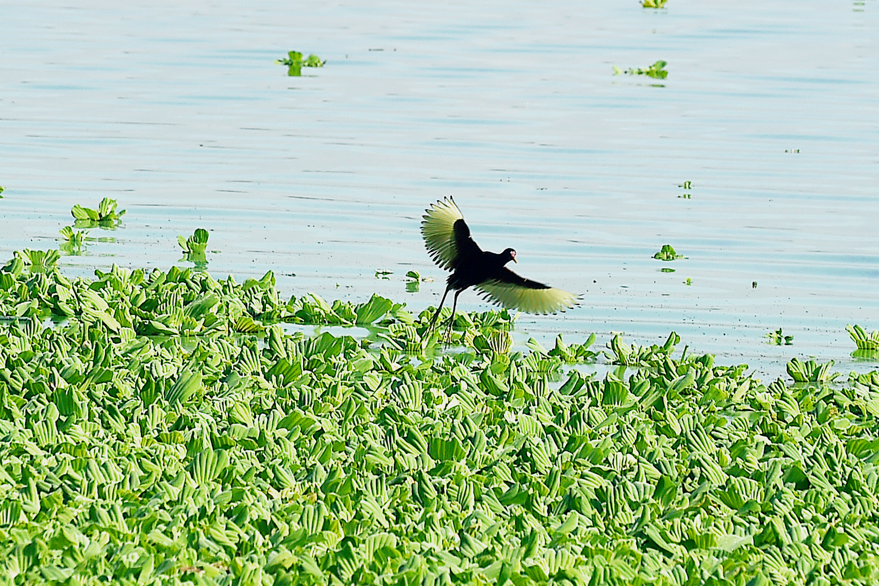 Foto de pássaro voando sobre lago com vegetação