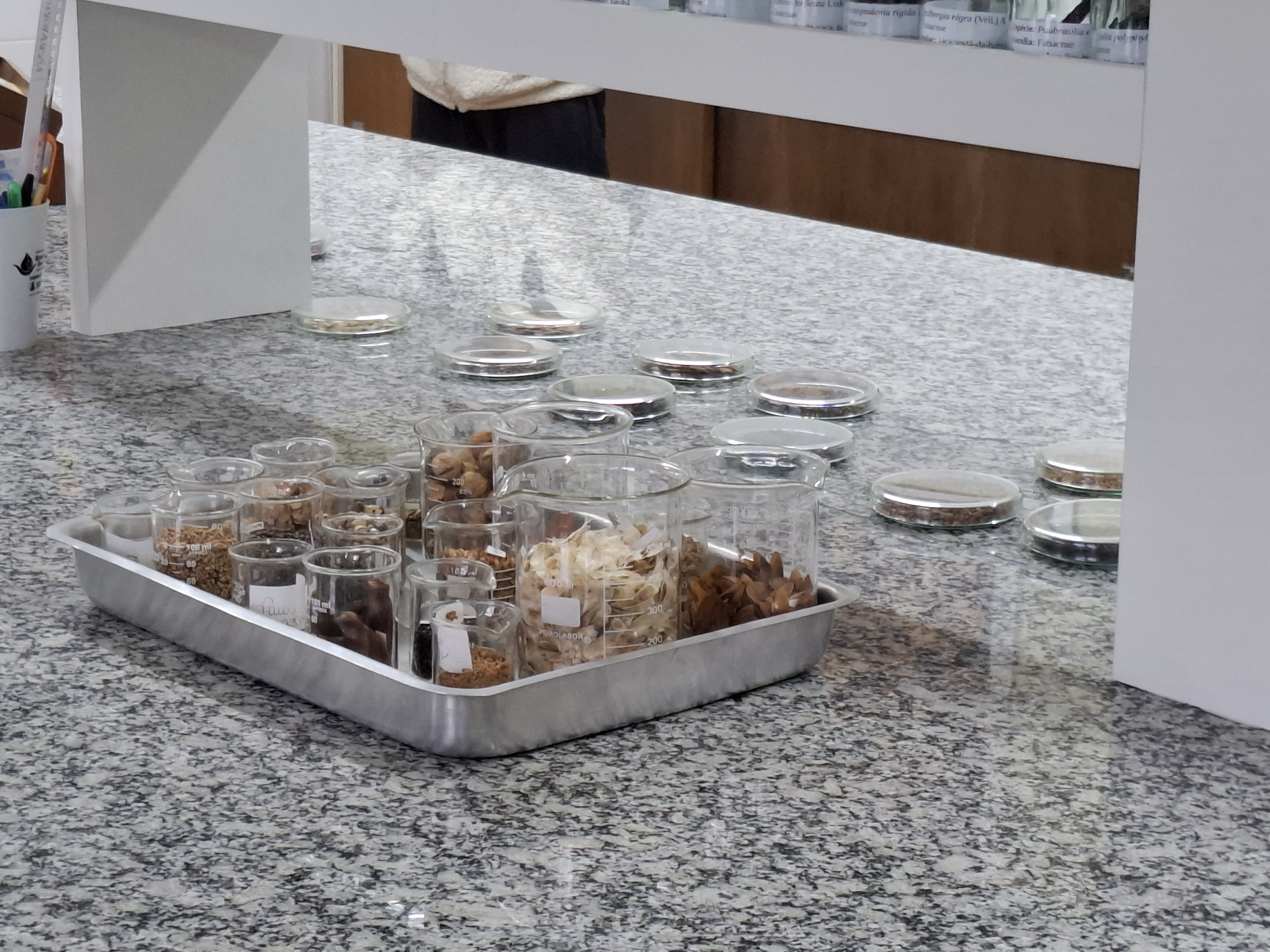 Foto de estudantes conhecendo viveiro do IAT