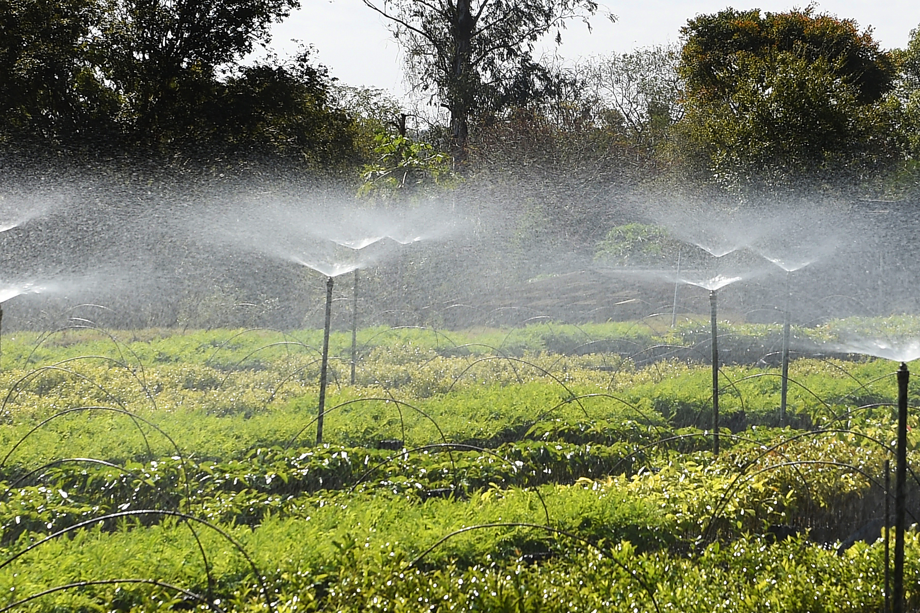 Foto de cultivo de mudas no IAT