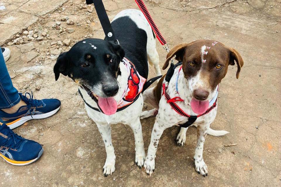 Foto de animais atendidos pelo CastraPet Paraná