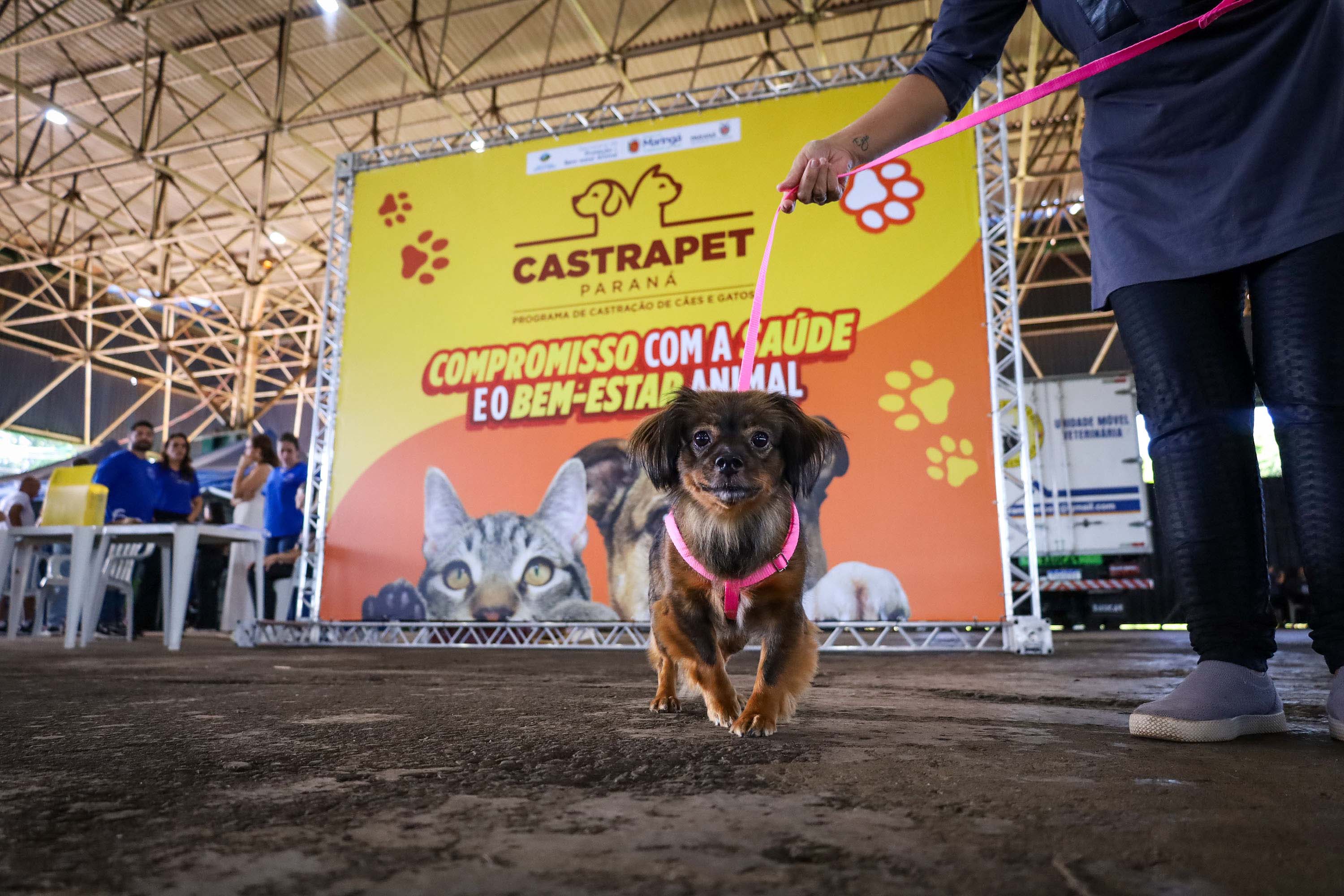 Foto de cachorros em ações do Castrapet
