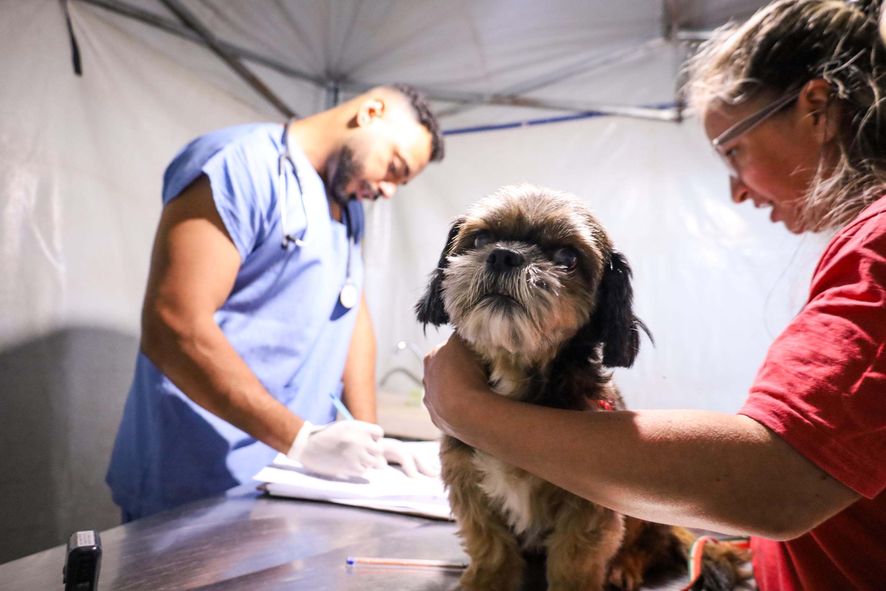 Foto de cachorros atendidos pelo CastraPet Paraná