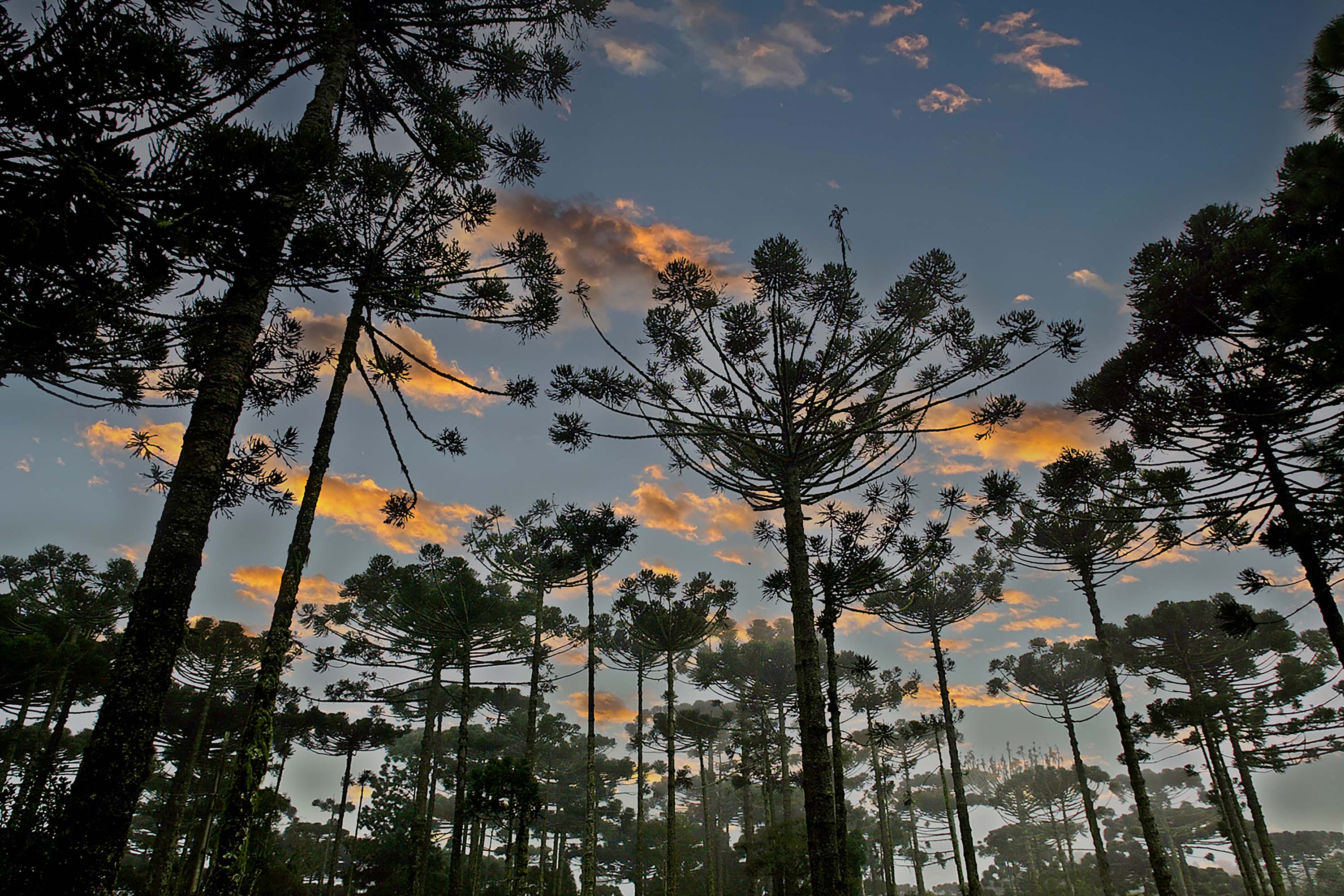 Foto de Araucárias