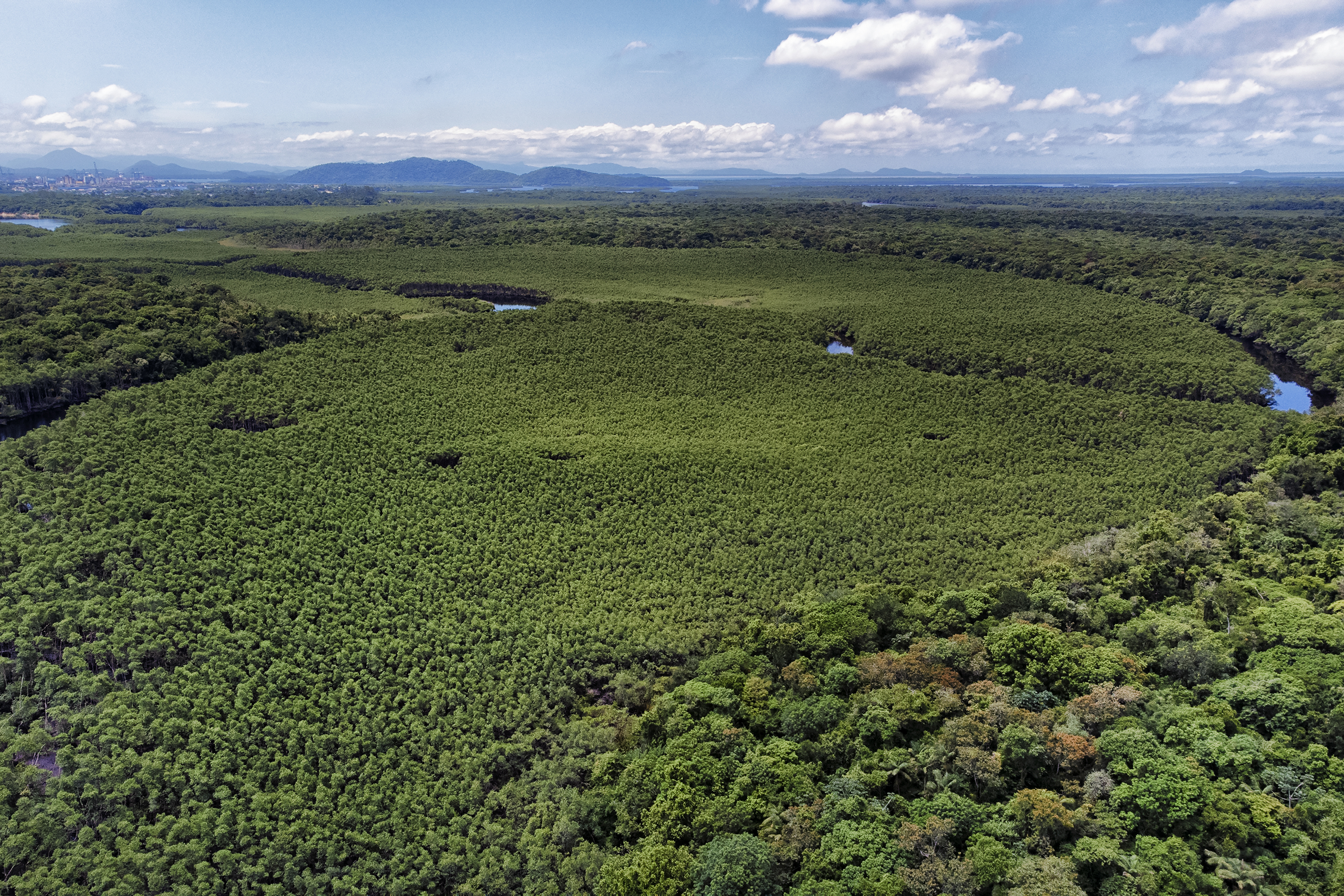 Foto aérea de floresta