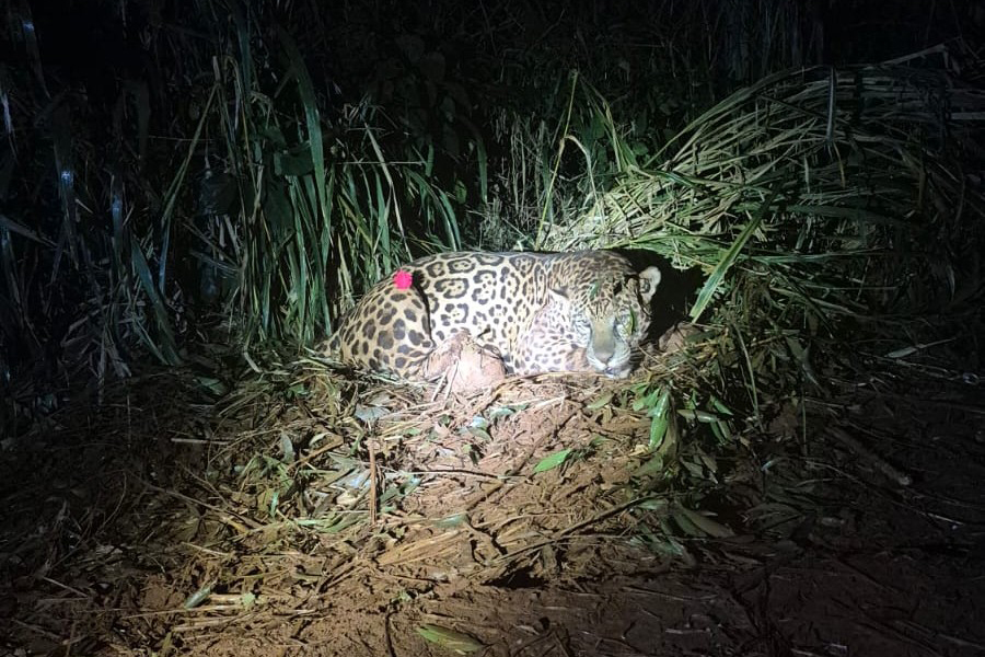 Foto de onça resgatada pelo IAT