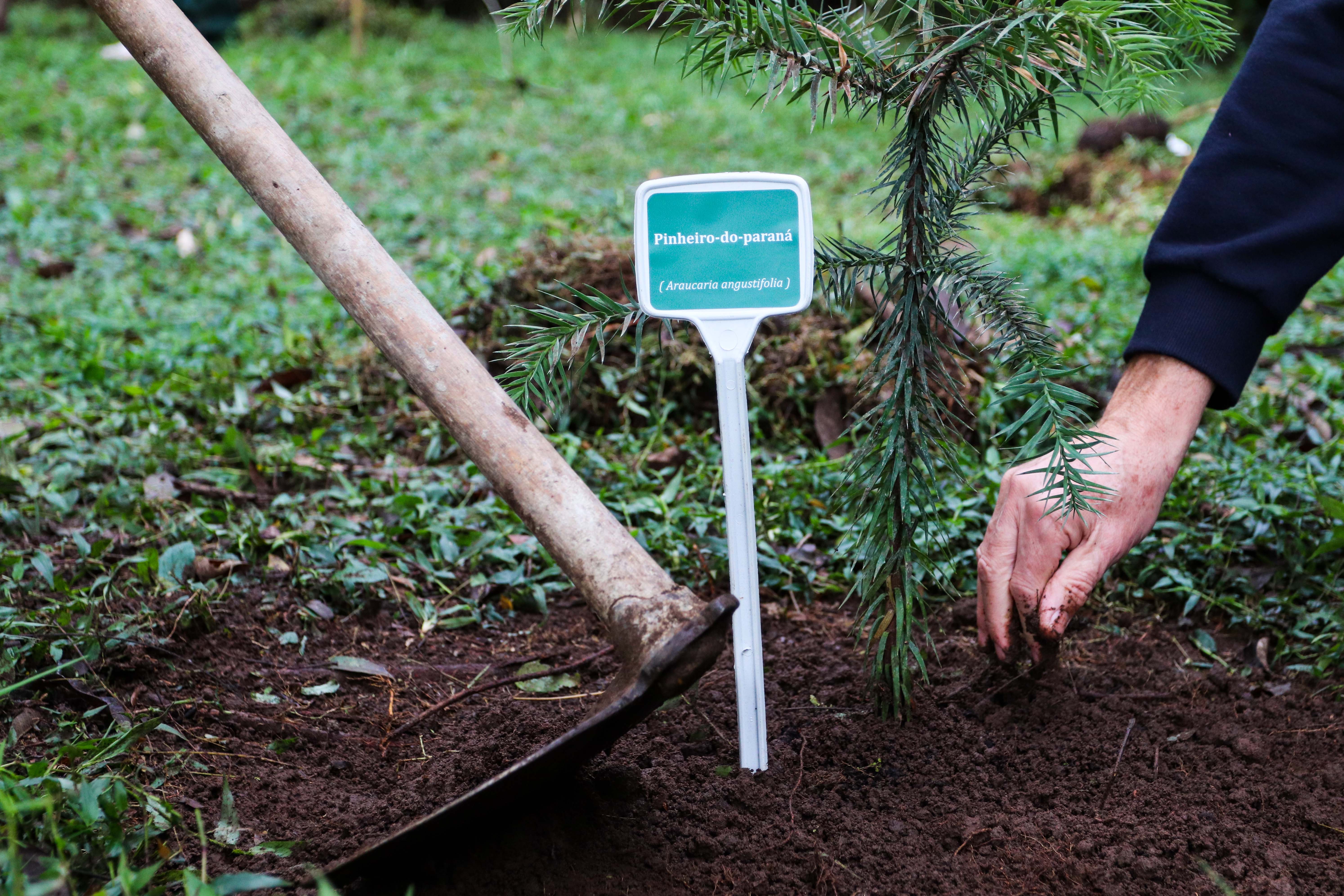 Foto de mudas cultivadas pelo IAT
