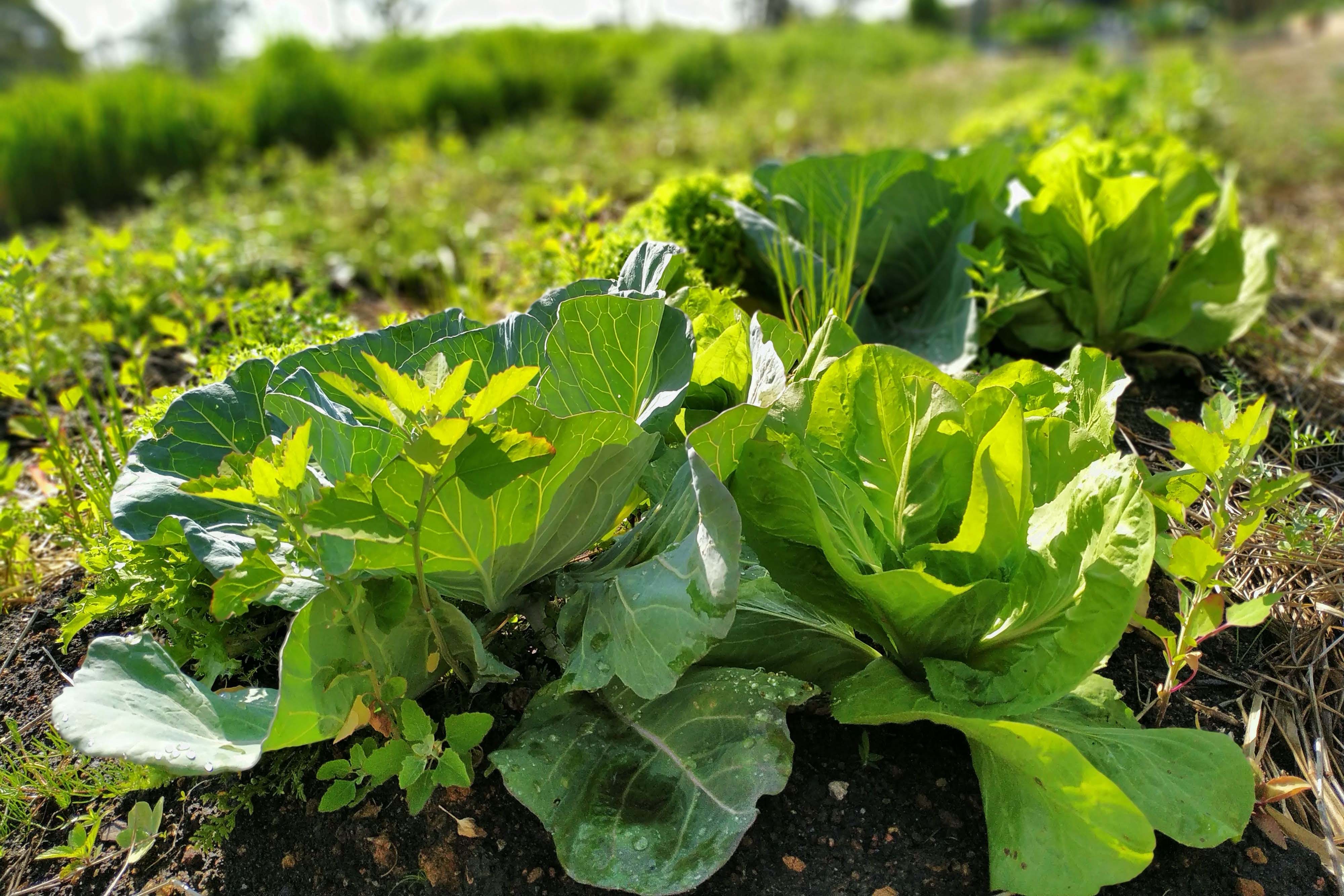 Foto de cultivo agrícola