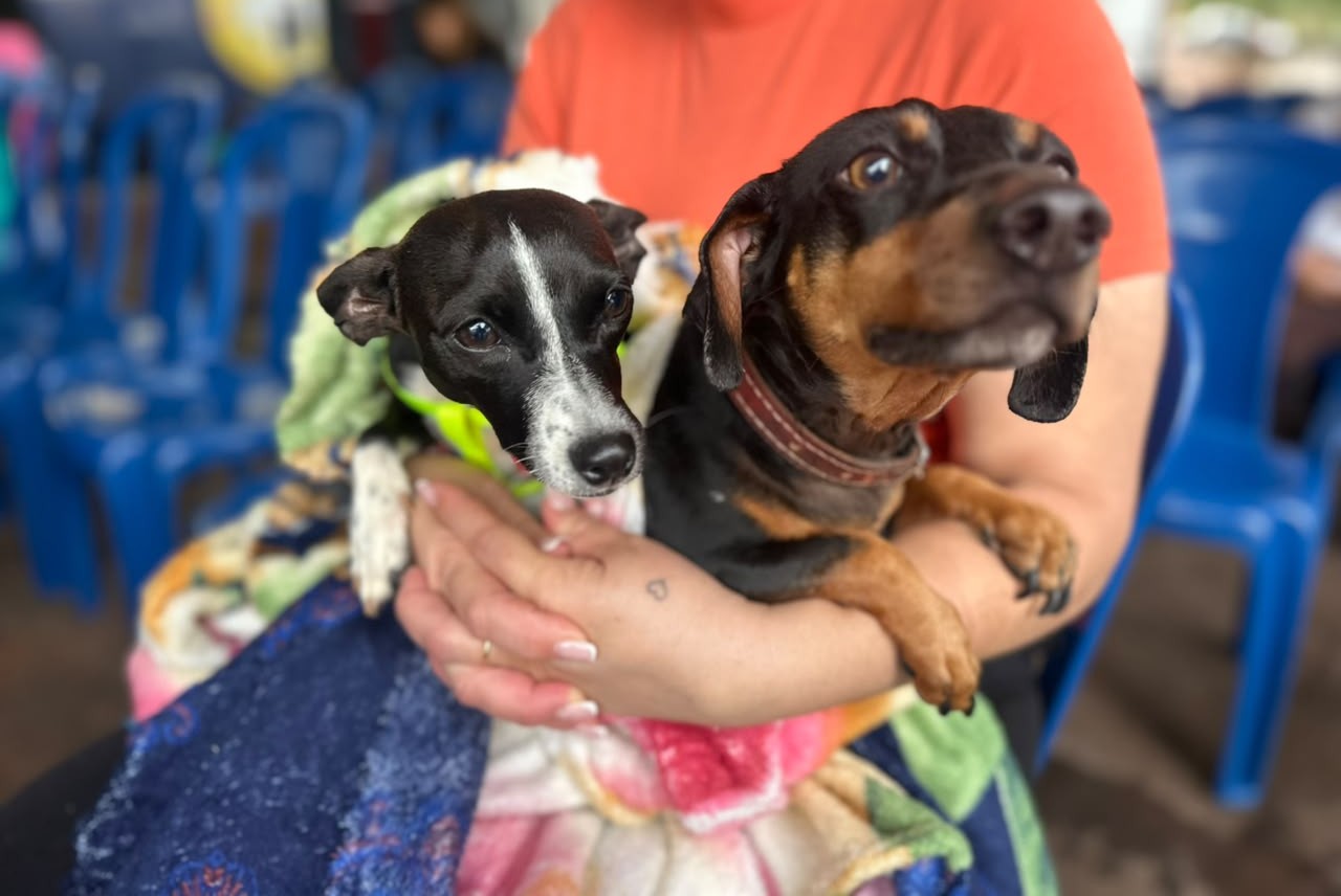 Foto de animais atendidos pelo CastraPet