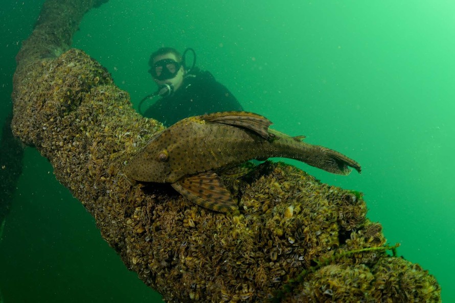 Porto Rico tem praias de água cristalina, esportes náuticos e pesca