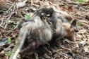 IAT alerta para aparecimento de animais silvestres em áreas urbanas