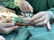 IAT conta com parcerias para atendimento veterinário de animais silvestres