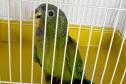 IAT resgata maitaca-verde feriada na zona rural de Pitanga
