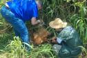 Lobo-guará fraturou o fêmur, passou por cirurgia e está sob cuidados de veterinários do Centro de Triagem e Atendimento de Animais Silvestres (CETAS), em Ponta Grossa.