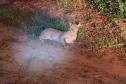 Captura da onça parda mobilizou técnicos do Instituto Água e Terra (IAT), militares do Batalhão de Polícia Ambiental-Força Verde (BPAmb-FV) e um médico veterinário anestesista. Animal é um macho com 36 quilos, jovem e saudável.