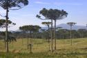 A colheita, venda, transporte e armazenamento do pinhão estão liberados no Paraná a partir deste sábado, 1º de abril. IAT alerta para a necessidade de semente da Araucária estar madura para ser comercializada