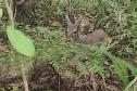 Veado, cachorro-do-mato e pássaros trinca-ferro retornam à natureza com suporte do IAT.