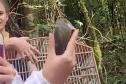 Veado, cachorro-do-mato e pássaros trinca-ferro retornam à natureza com suporte do IAT.