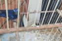 Setor de fiscalização do Instituto Água e Terra (IAT) resgatou seis aves silvestres de um criador clandestino em Perobal, no Noroeste do Paraná