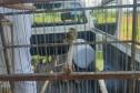 Setor de fiscalização do Instituto Água e Terra (IAT) resgatou seis aves silvestres de um criador clandestino em Perobal, no Noroeste do Paraná