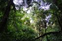 Imagem de floresta
