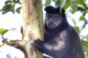 Foto de macaco em árvore