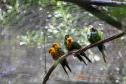 AVES DIVERSAS, COLORIDAS EM VIVEIRO EM FOZ DO IGUAÇU