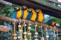 AVES DIVERSAS, COLORIDAS EM VIVEIRO EM FOZ DO IGUAÇU