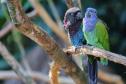 AVES DIVERSAS, COLORIDAS EM VIVEIRO EM FOZ DO IGUAÇU