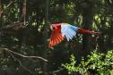 AVES DIVERSAS, COLORIDAS EM VIVEIRO EM FOZ DO IGUAÇU