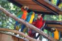 AVES DIVERSAS, COLORIDAS EM VIVEIRO EM FOZ DO IGUAÇU