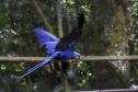 AVES DIVERSAS, COLORIDAS EM VIVEIRO EM FOZ DO IGUAÇU