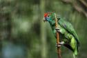 AVES DIVERSAS, COLORIDAS EM VIVEIRO EM FOZ DO IGUAÇU